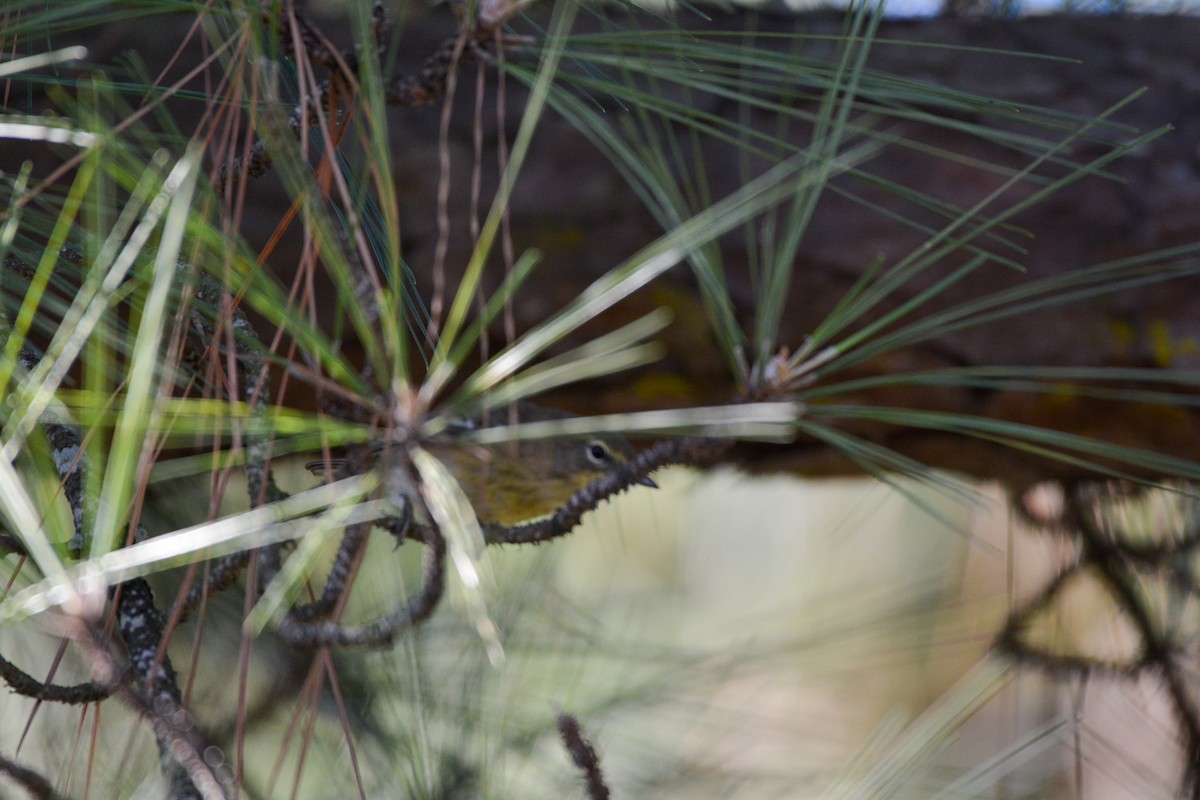 Pine Warbler - ML644492113