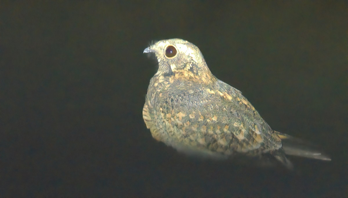 Savanna Nightjar - ML644492125