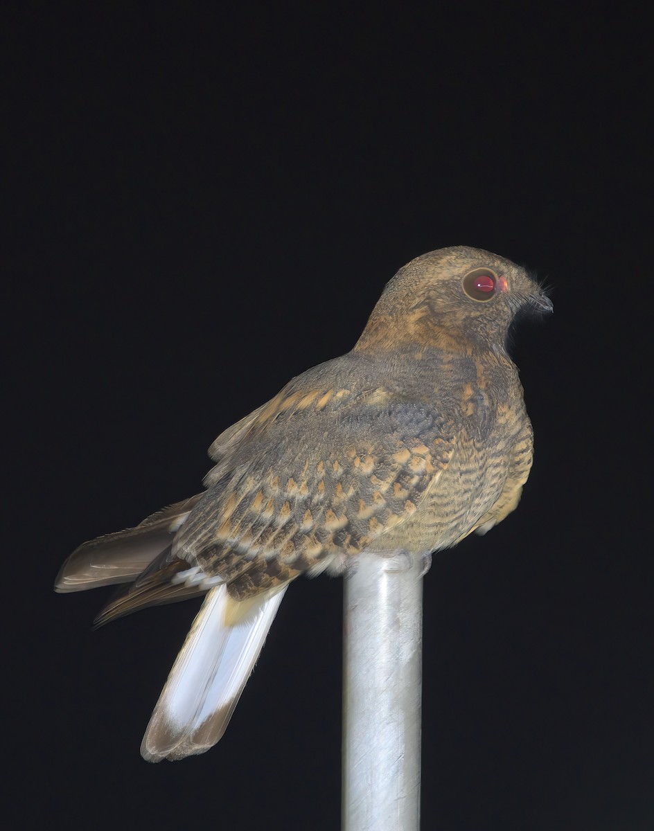 Savanna Nightjar - ML644492126