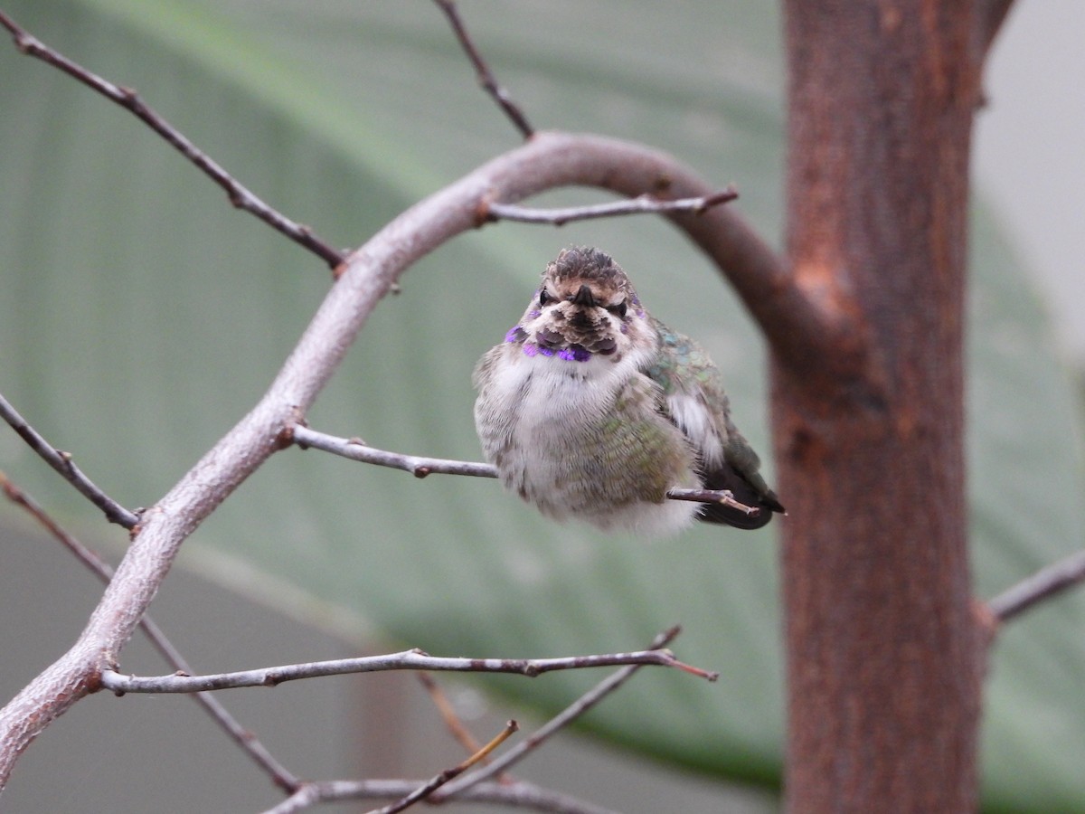 Colibri de Costa - ML644492137