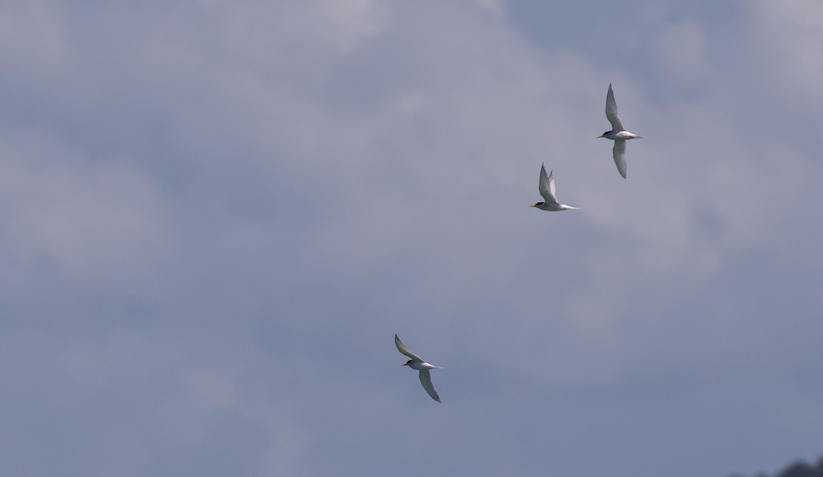 Australian Fairy Tern - ML644492139