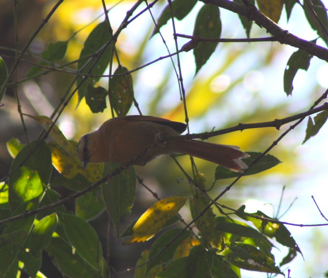 Anabate roux - ML644492140