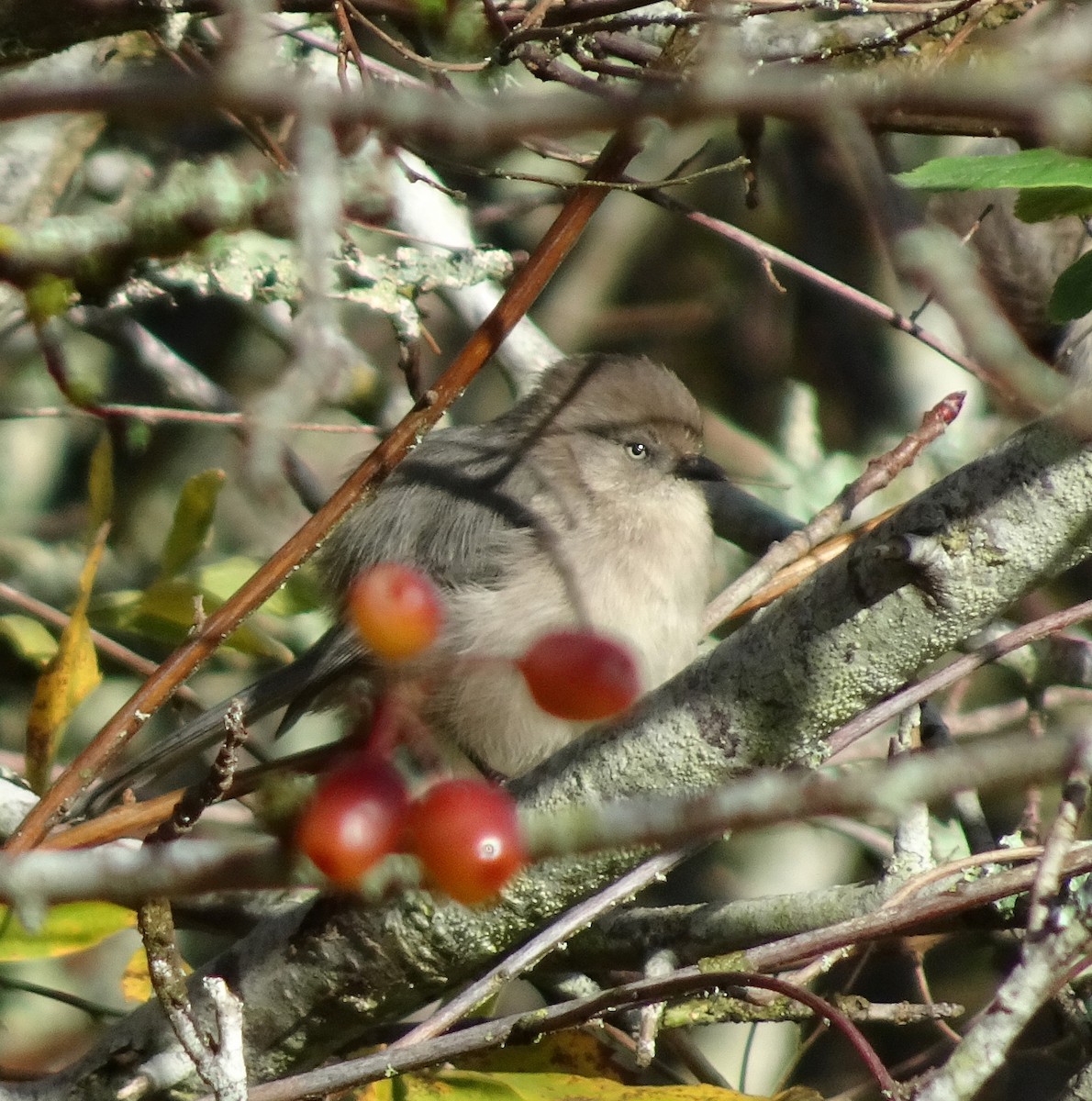 Bushtit - ML644492143