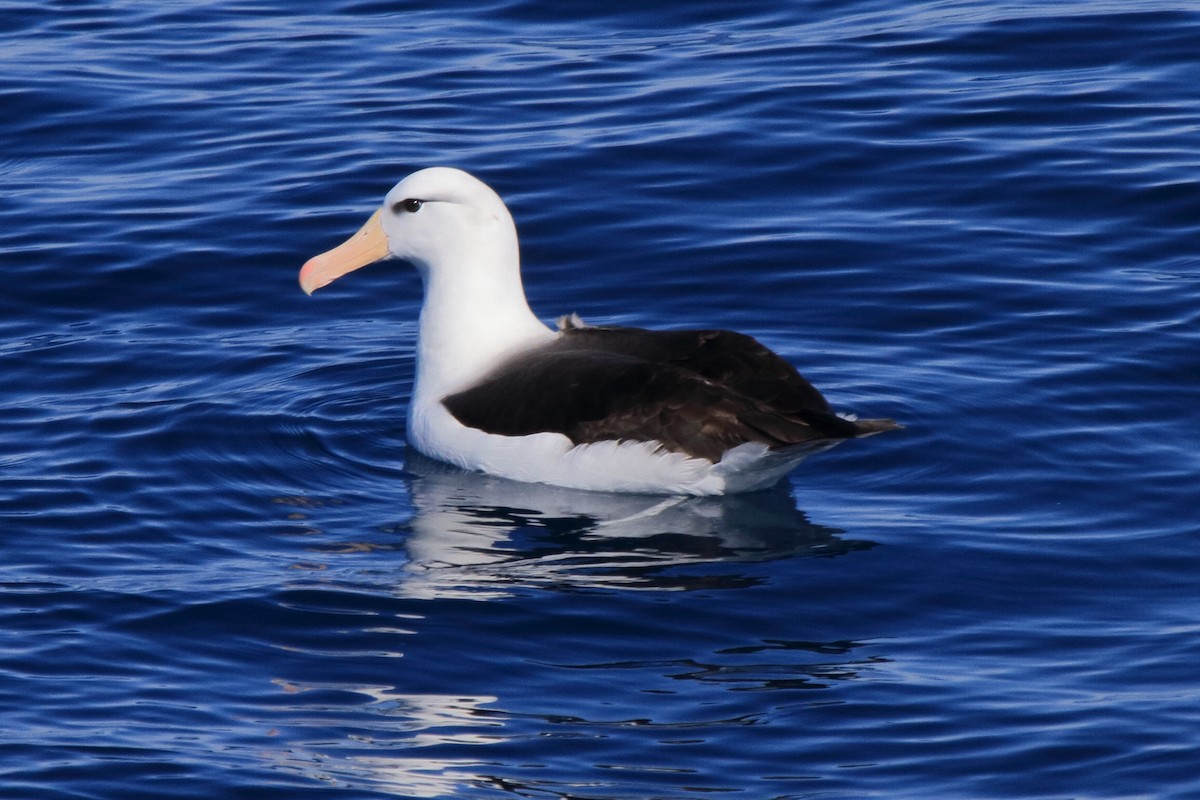Albatros à sourcils noirs (melanophris) - ML644492148