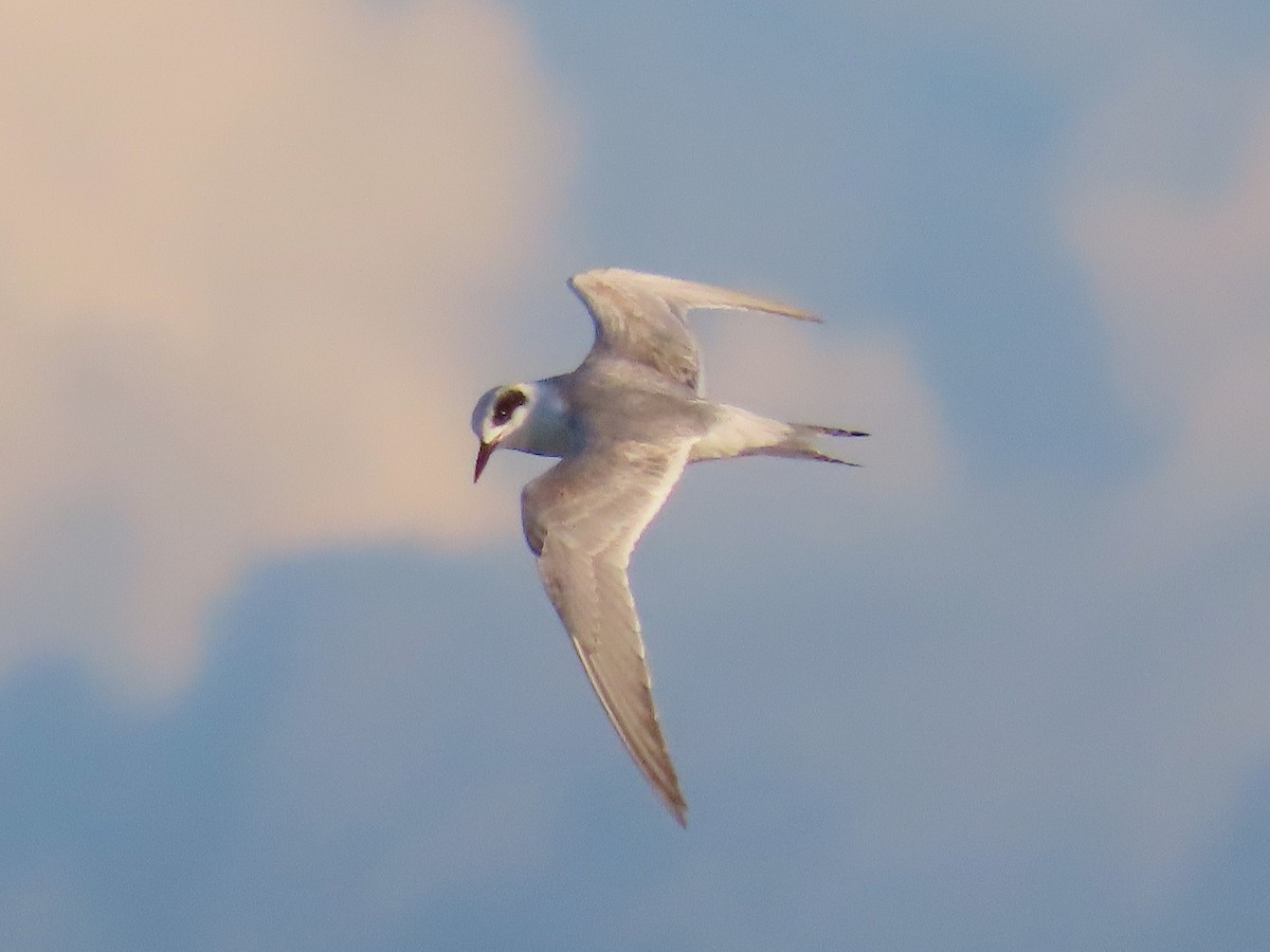 メリケンアジサシ - ML644492166