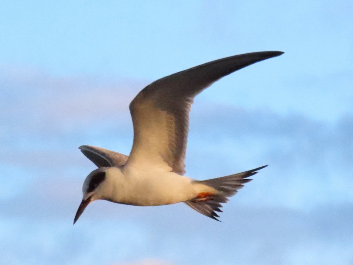 メリケンアジサシ - ML644492167