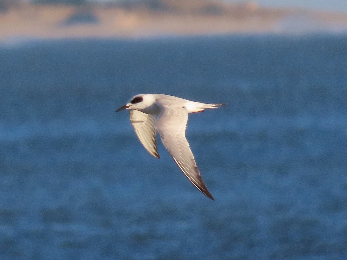 メリケンアジサシ - ML644492168