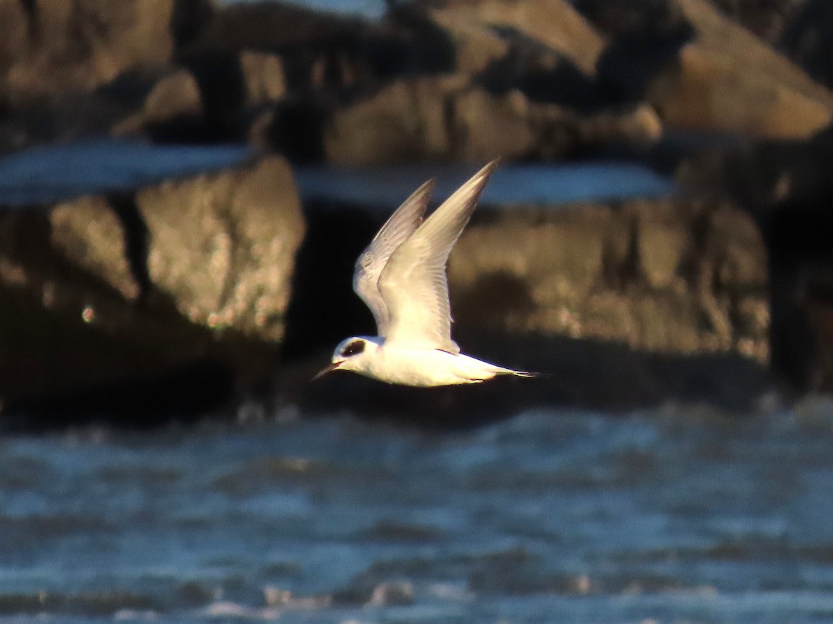 メリケンアジサシ - ML644492169