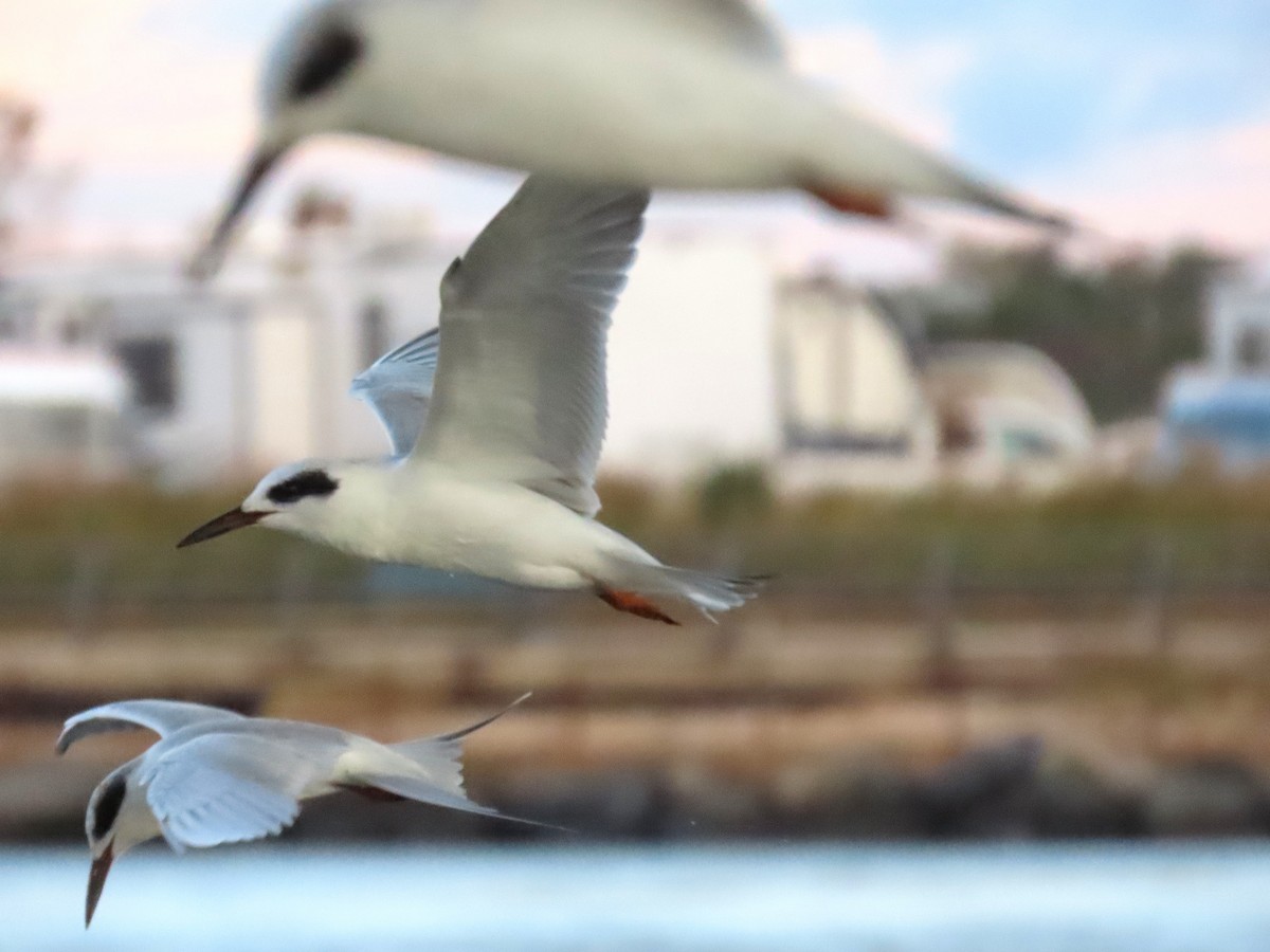 メリケンアジサシ - ML644492170