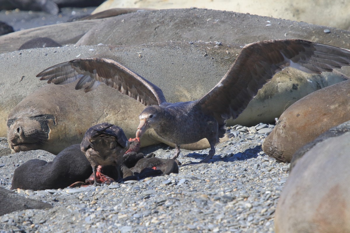 Pétrel de Hall - ML644492171