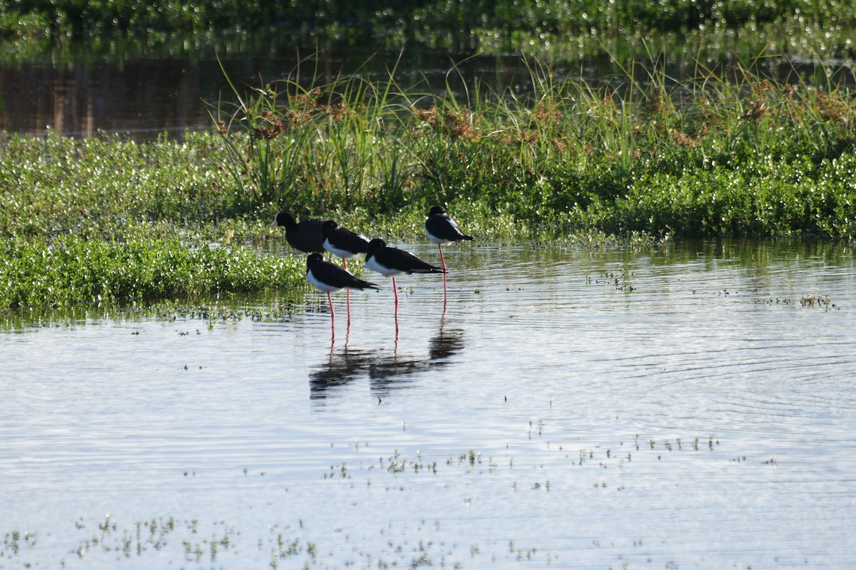 Кулик-довгоніг американський (підвид knudseni) - ML644492176