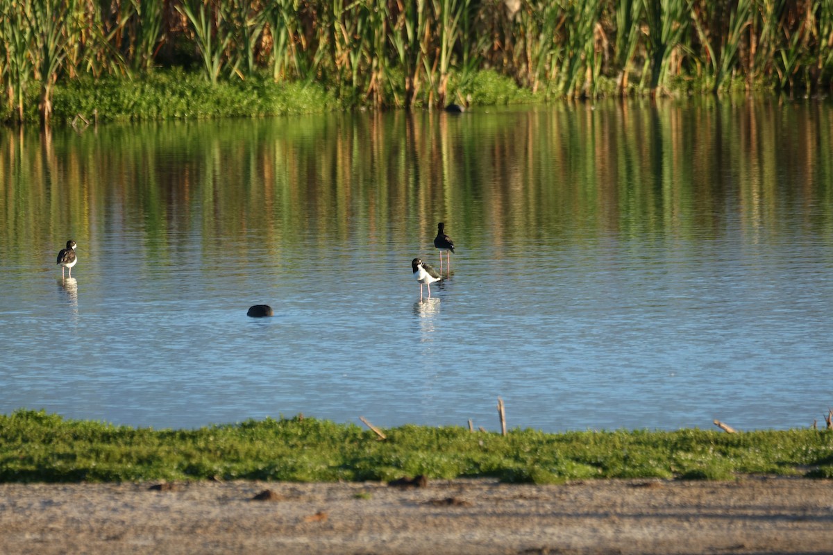 Кулик-довгоніг американський (підвид knudseni) - ML644492177