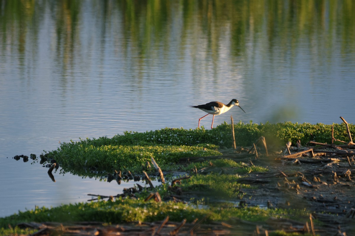 Кулик-довгоніг американський (підвид knudseni) - ML644492178