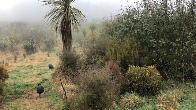 Talève takahé - ML644492196