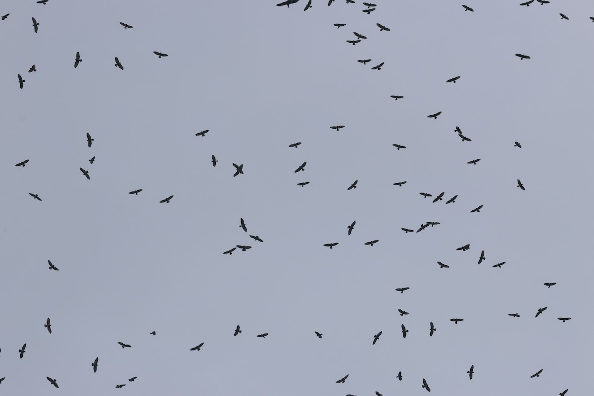 Busardo Aliancho - ML644492197