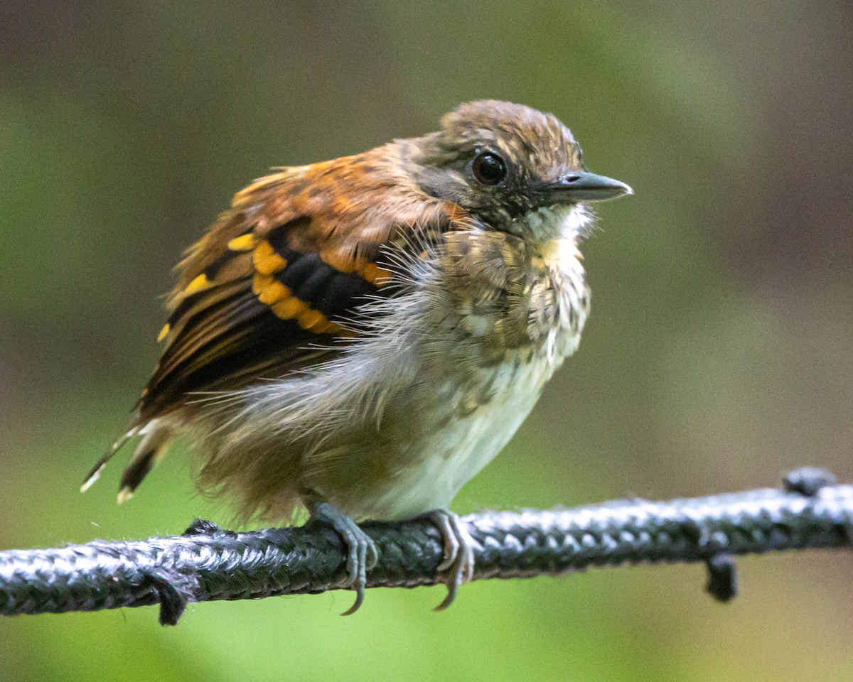 Spotted Antbird - ML644492200