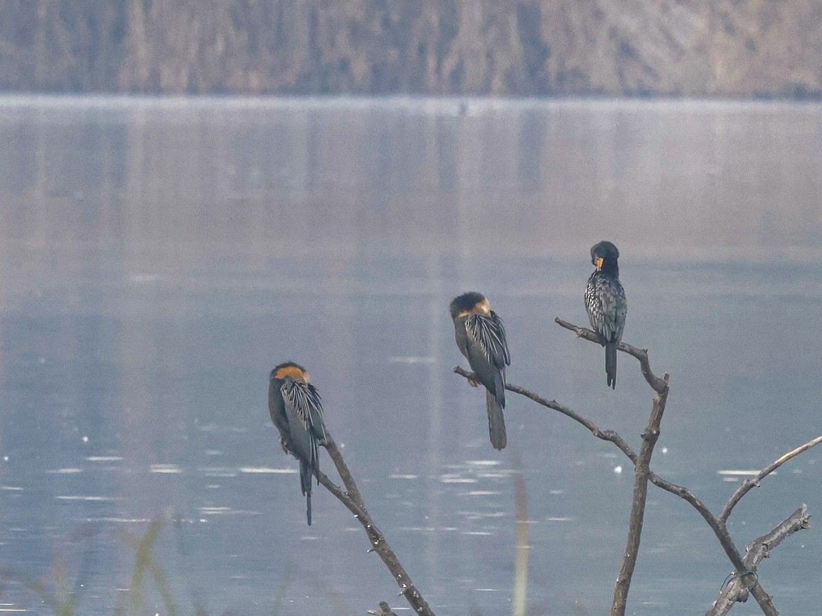 アフリカコビトウ - ML644492204