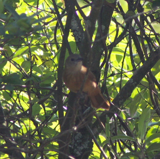 Tangara couronné - ML644492210