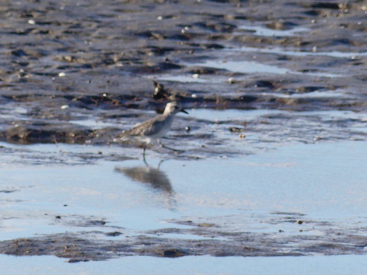 Black-bellied Plover - ML644492220