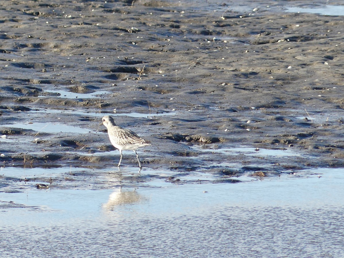Black-bellied Plover - ML644492221
