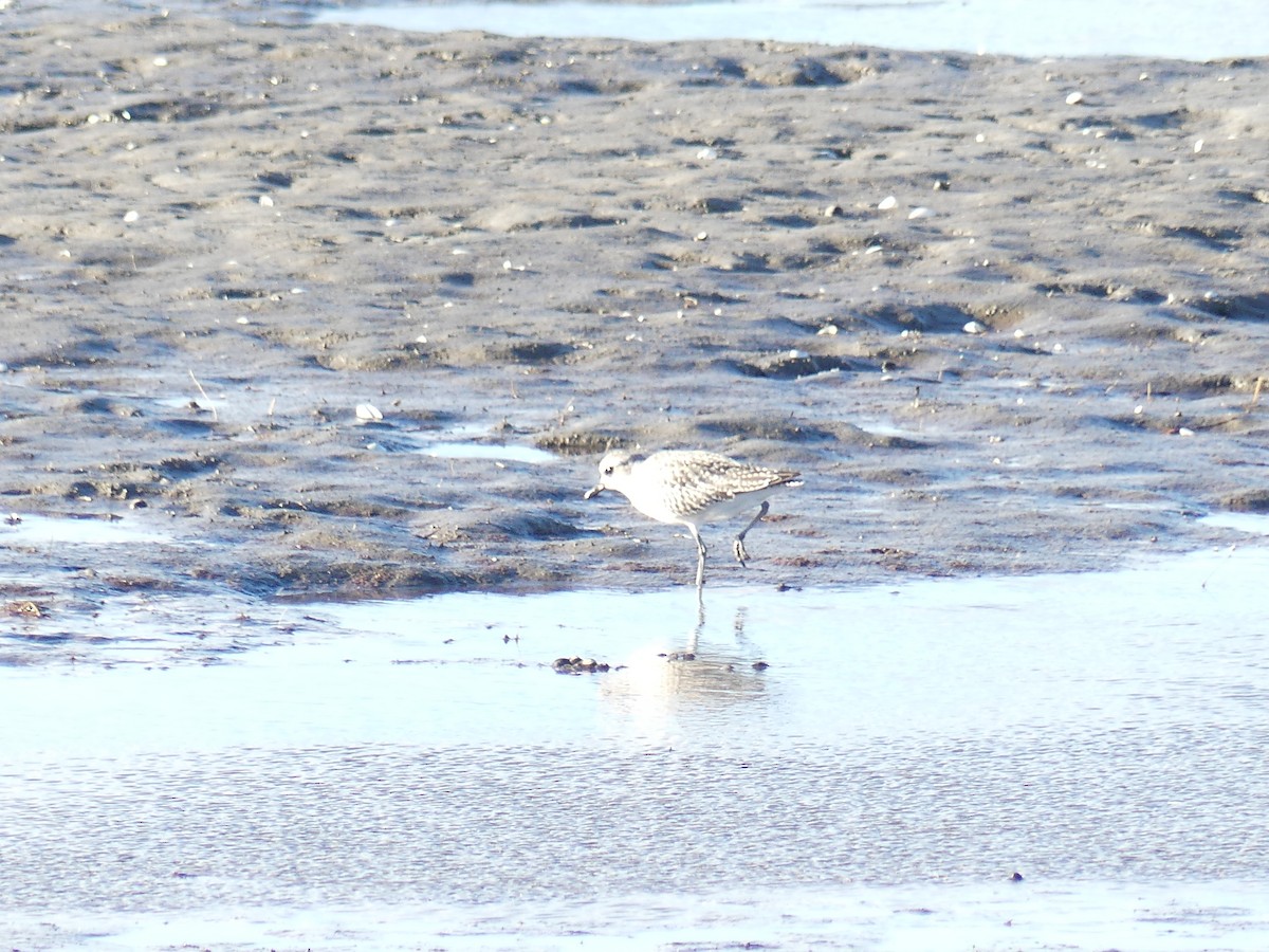 Black-bellied Plover - ML644492222