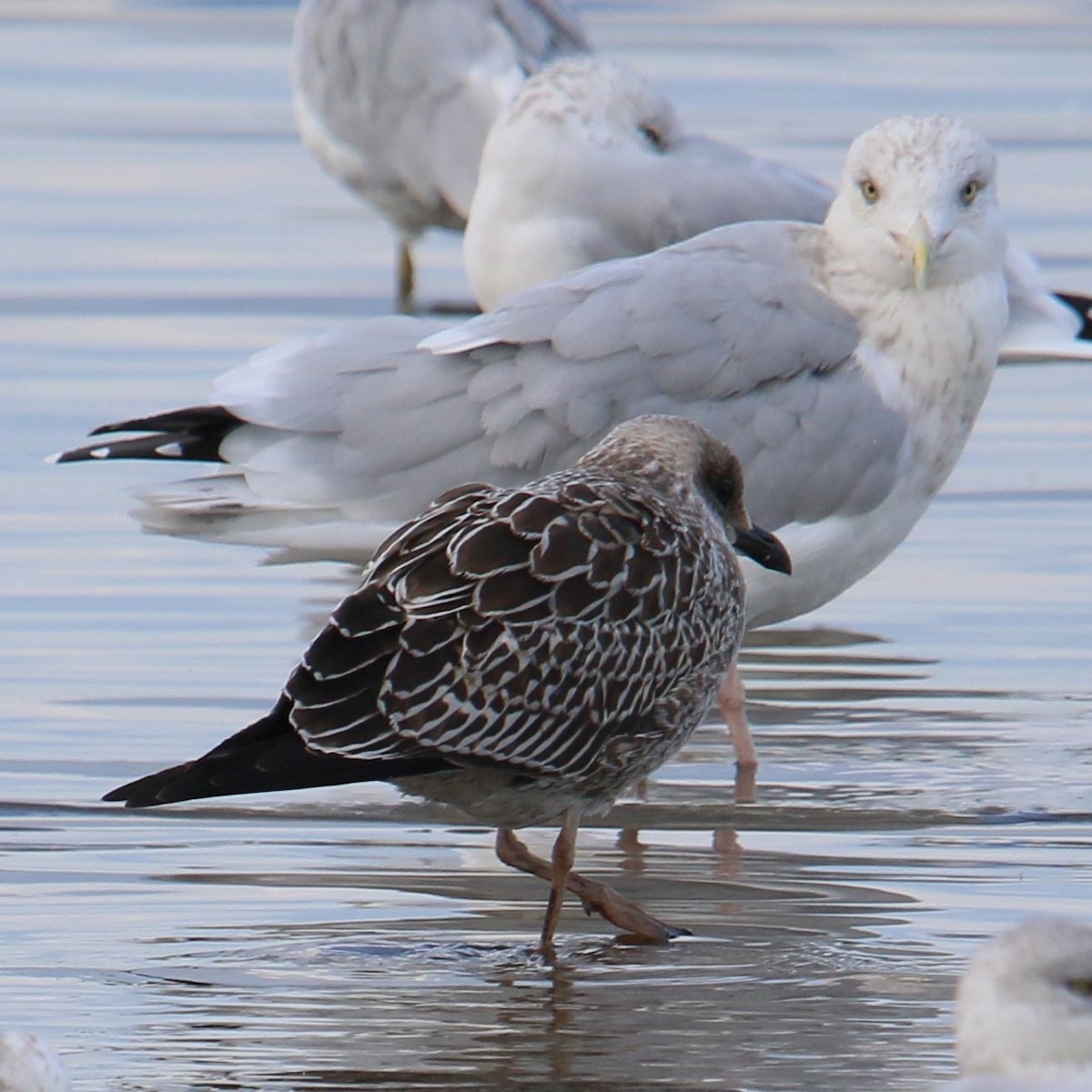 Kaio iluna - ML644492231