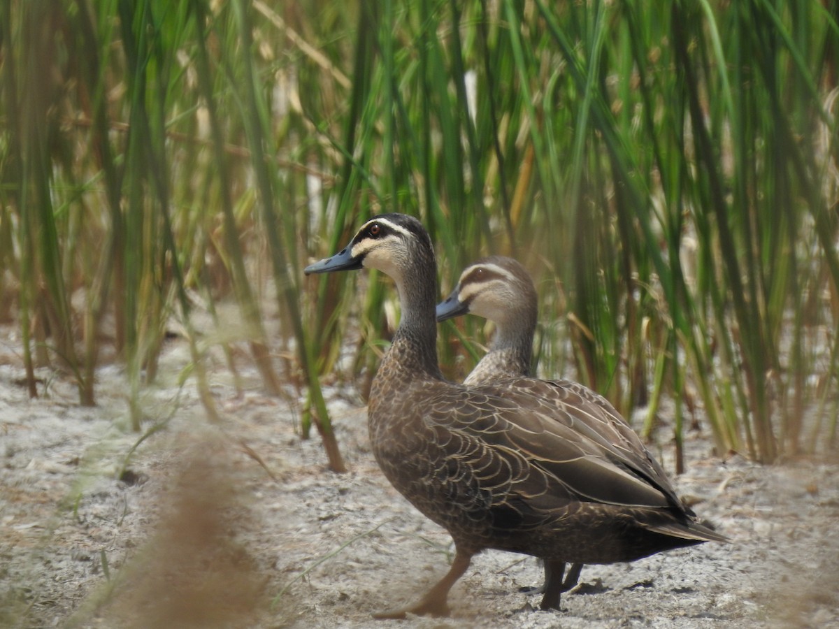 マミジロカルガモ - ML644492246