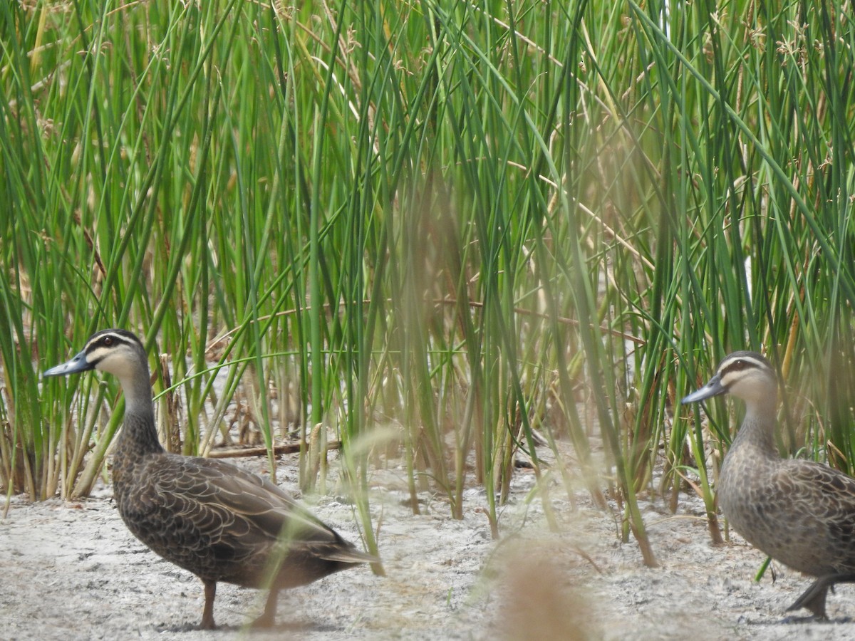 マミジロカルガモ - ML644492247