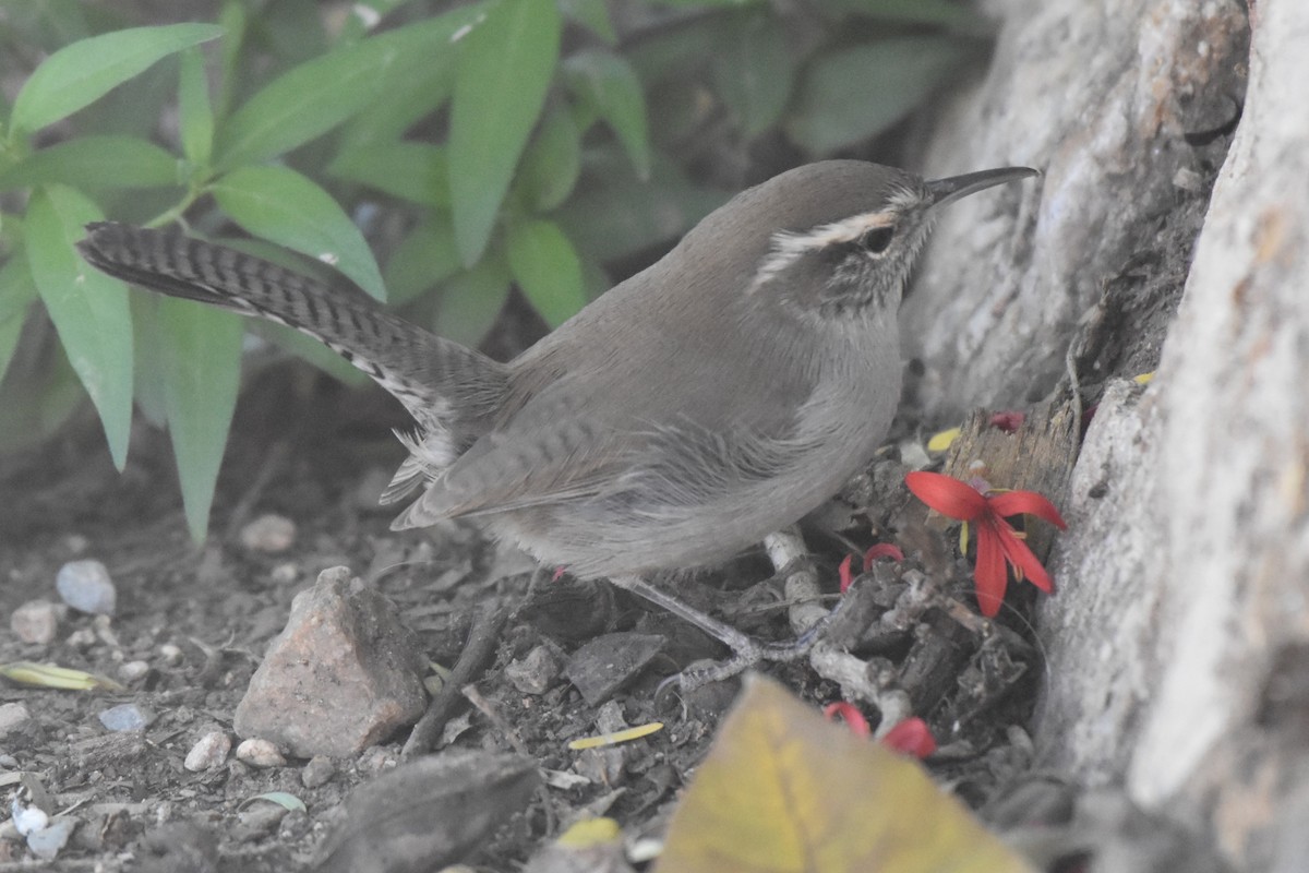 Bewick's Wren - ML644492267