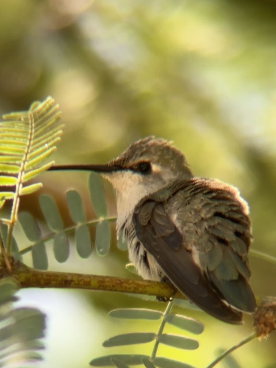 Colibri de Costa - ML644492269