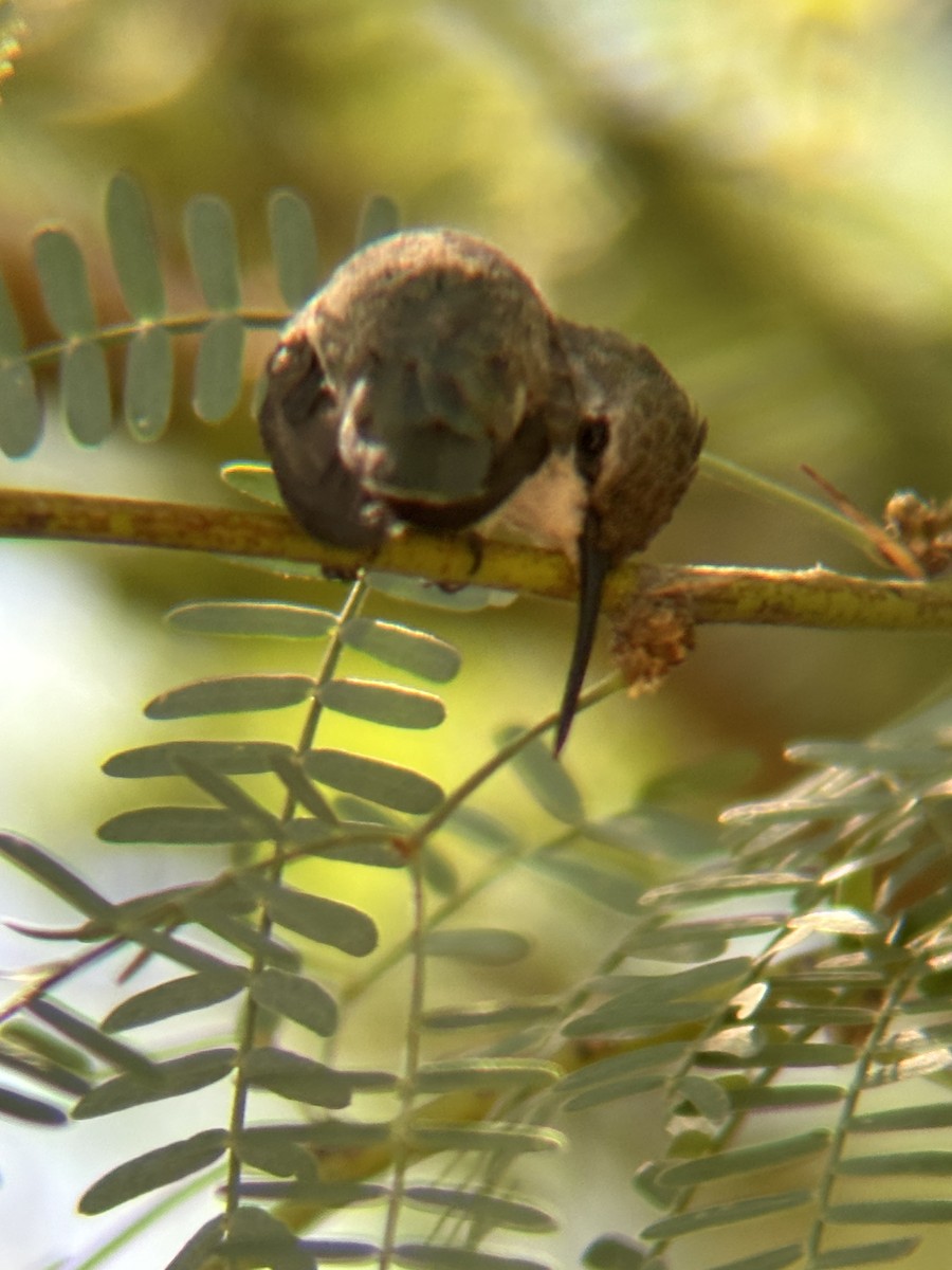 Colibri de Costa - ML644492270