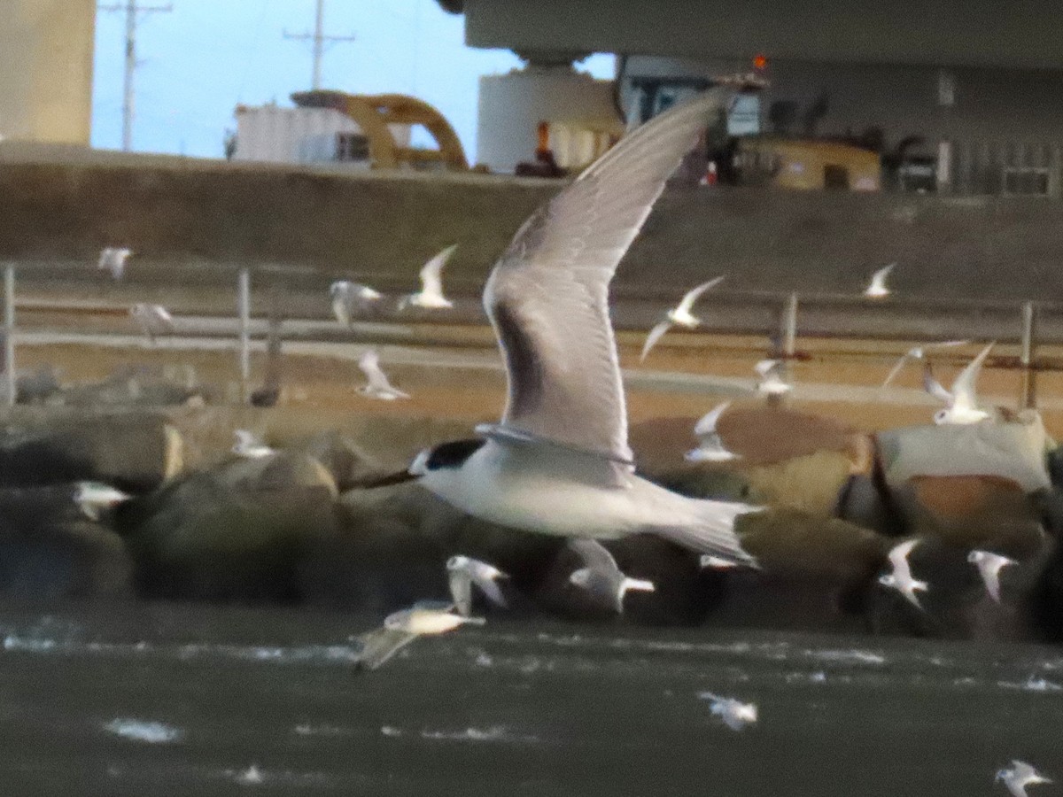 アジサシ - ML644492272