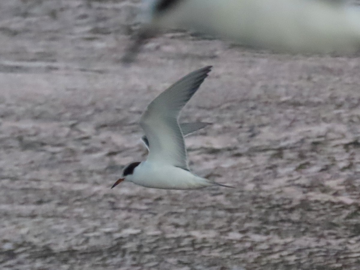 アジサシ - ML644492273