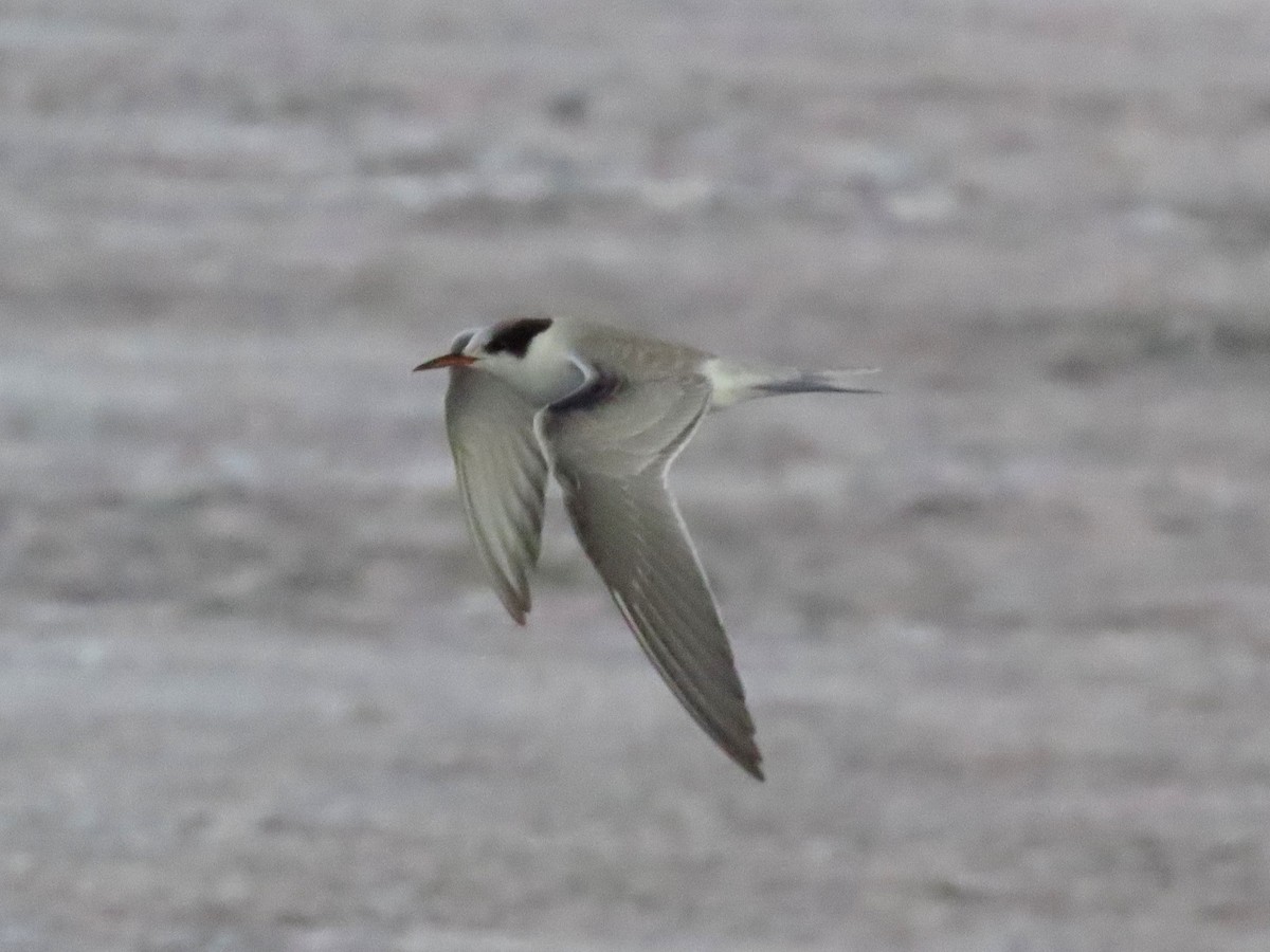 アジサシ - ML644492274