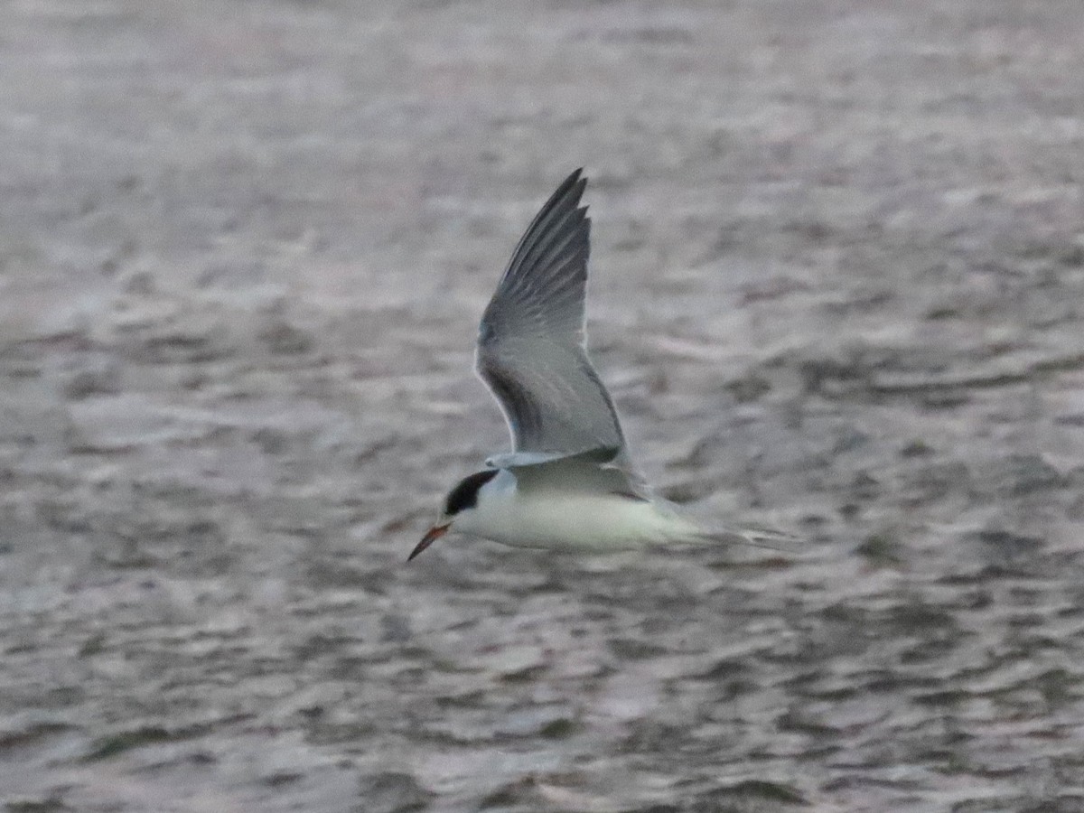 アジサシ - ML644492275