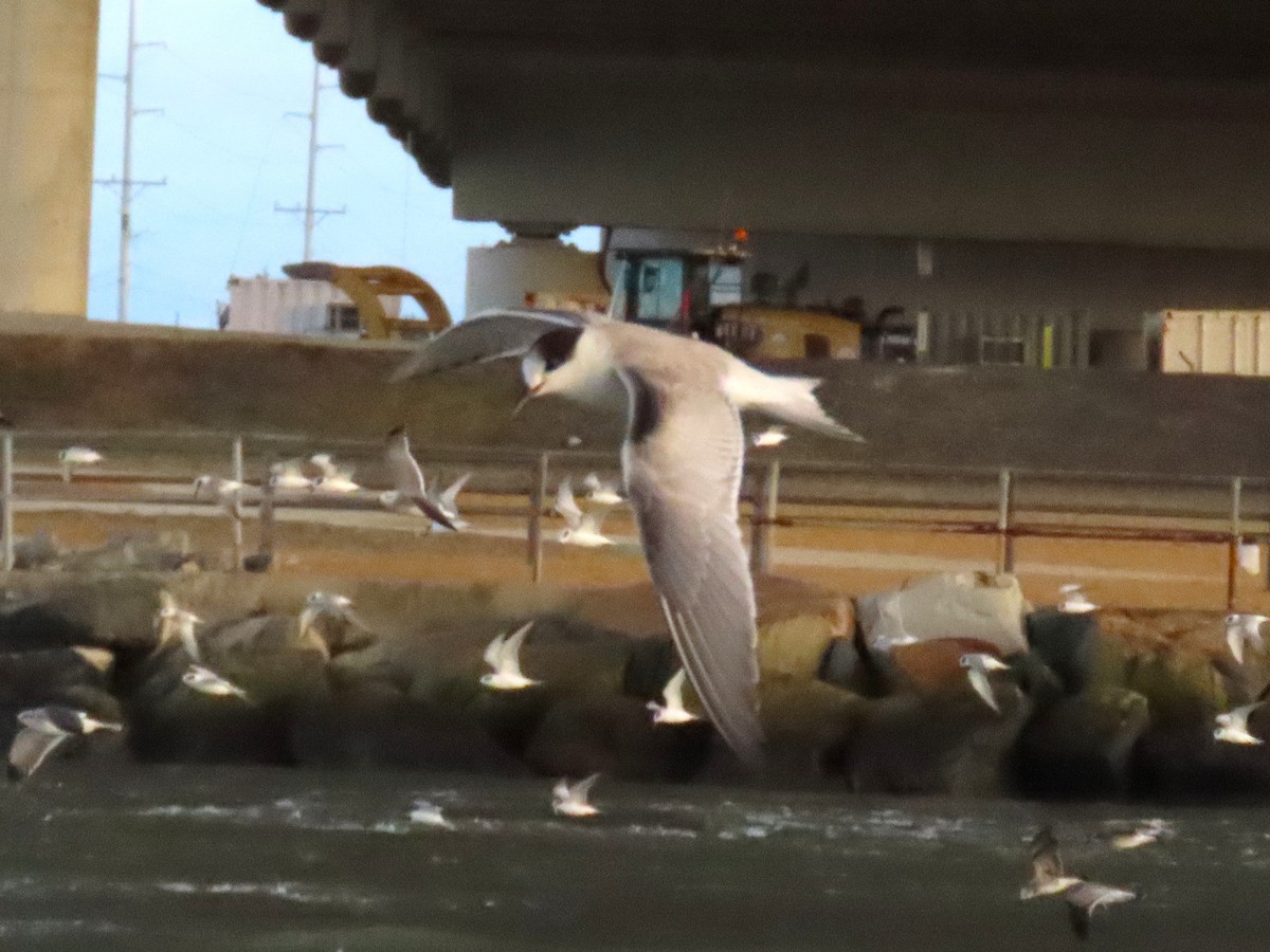 アジサシ - ML644492276