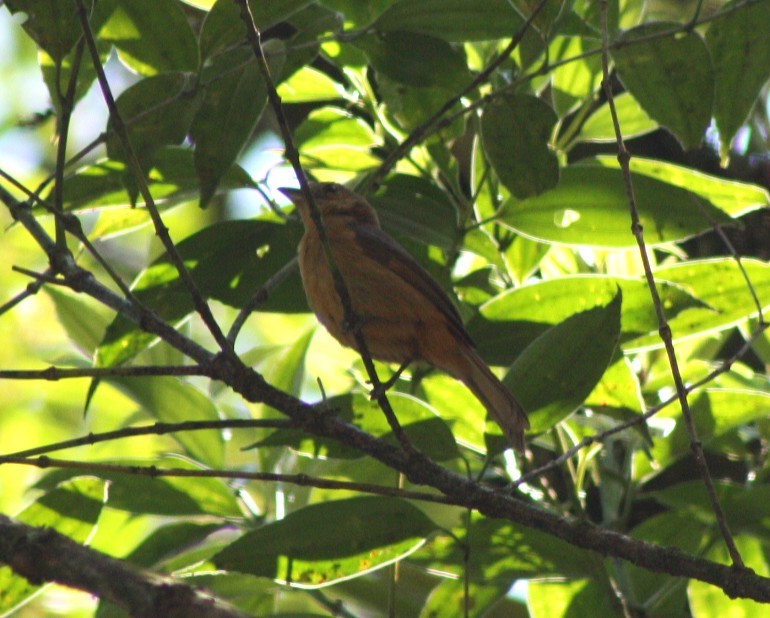 Tangara à huppe ignée - ML644492282