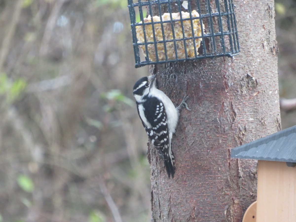 dunspett - ML644492285