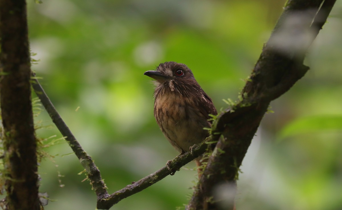 White-whiskered Puffbird - ML644492288