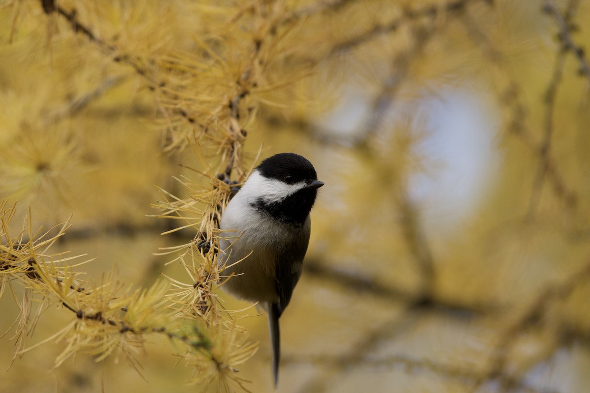 Black-capped Chickadee - ML644492290