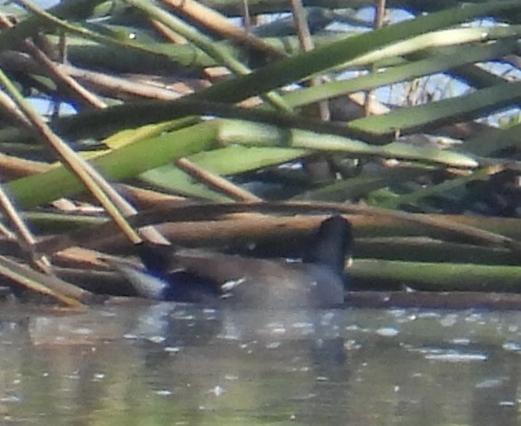 Amerika Sutavuğu - ML644492291