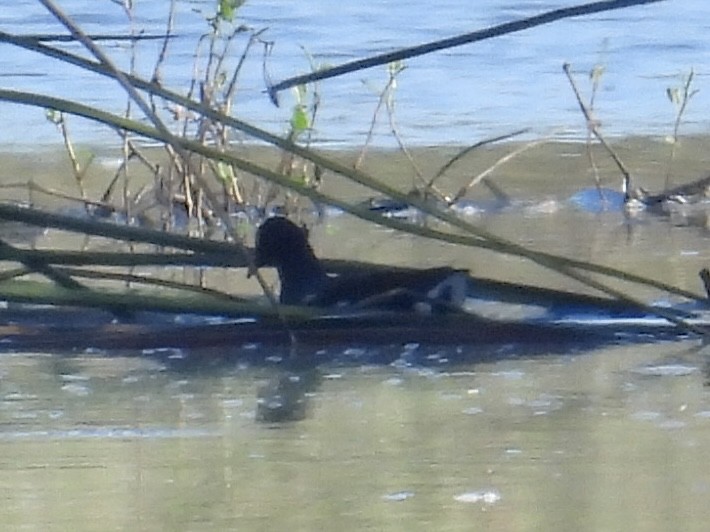 Amerika Sutavuğu - ML644492292