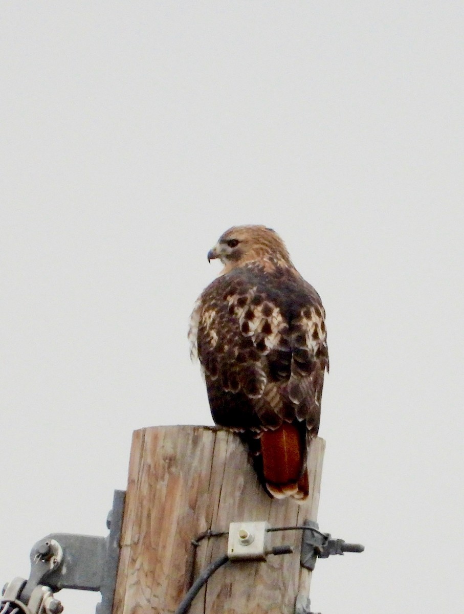 Red-tailed Hawk - ML644492293