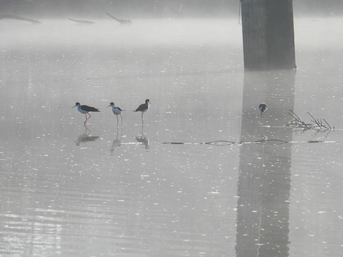 Кулик-довгоніг американський - ML644492300