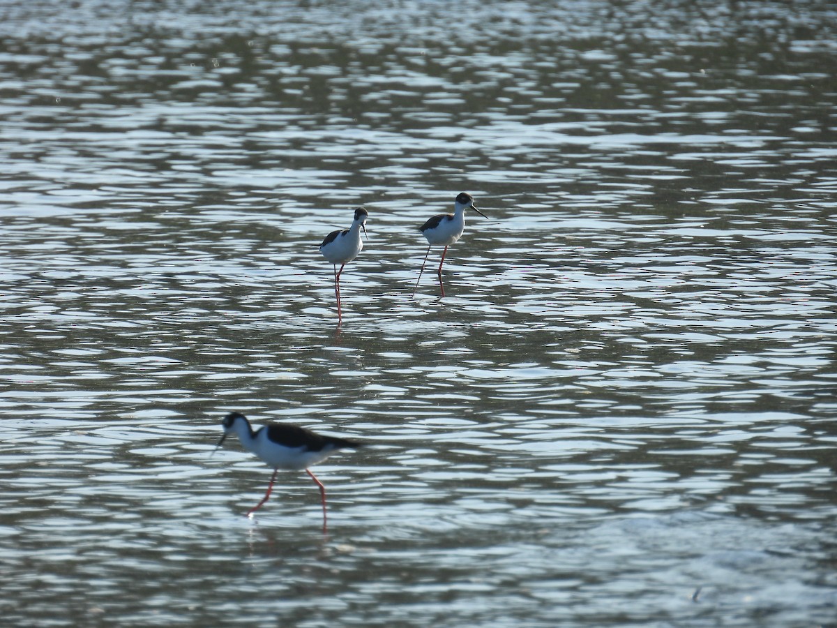 Кулик-довгоніг американський - ML644492301