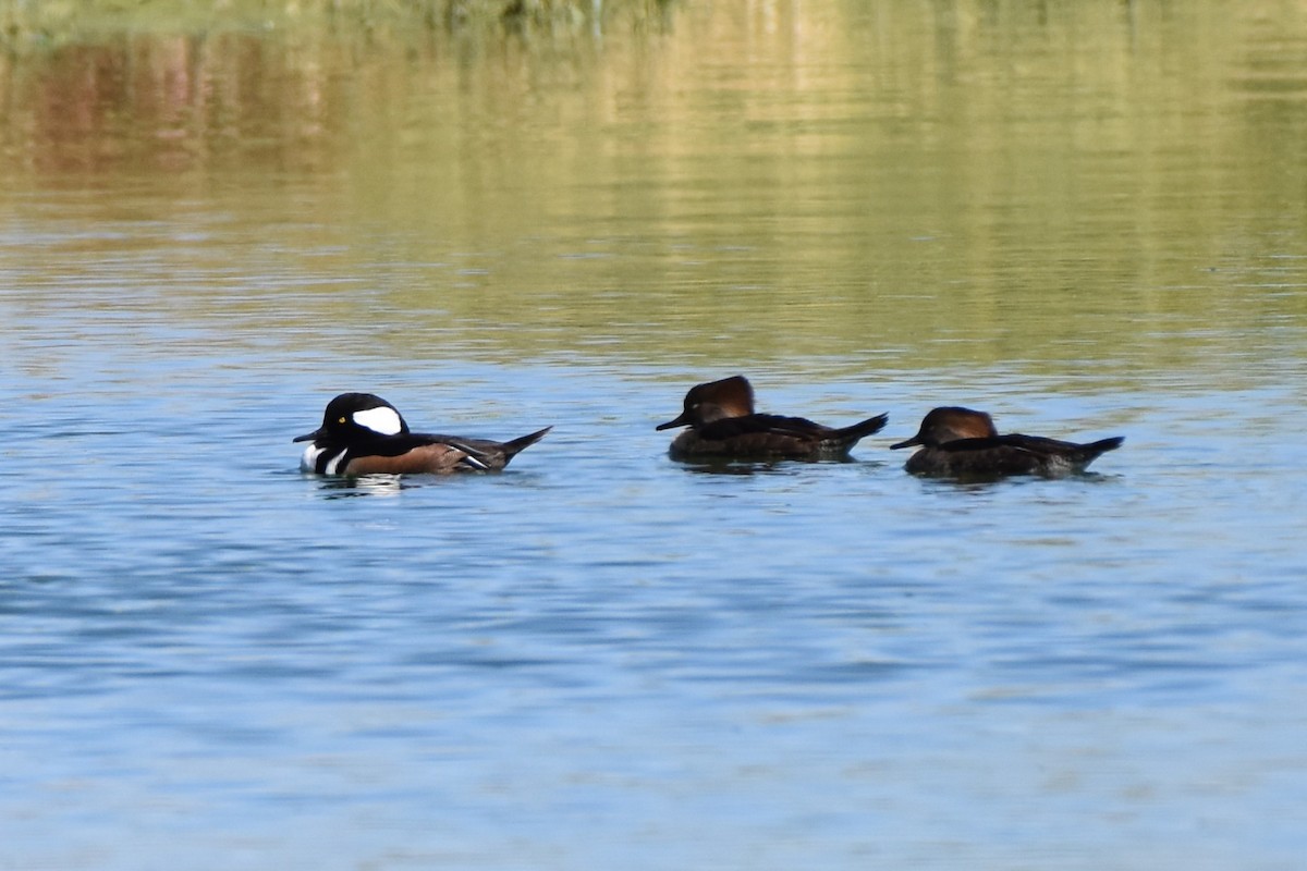 Hooded Merganser - ML644492302