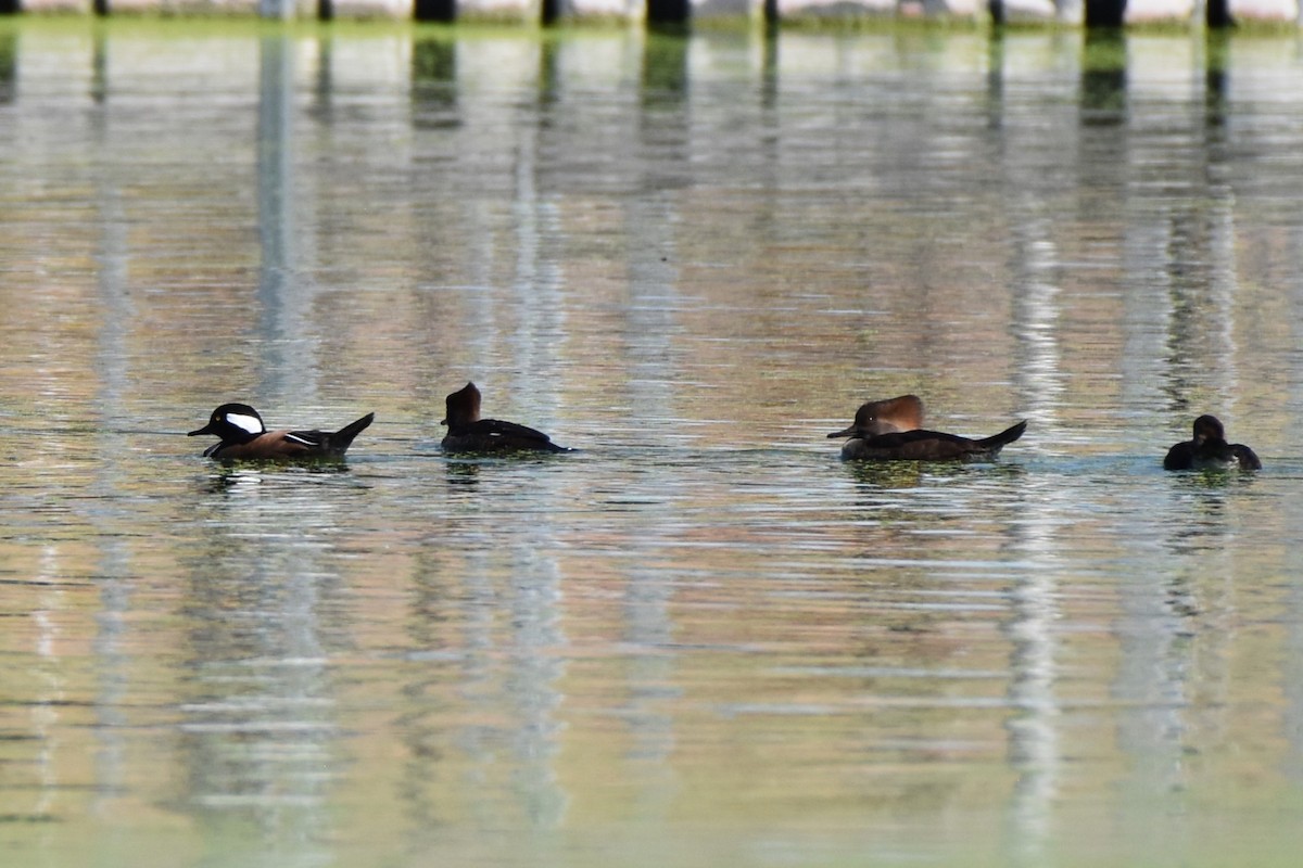 Hooded Merganser - ML644492303