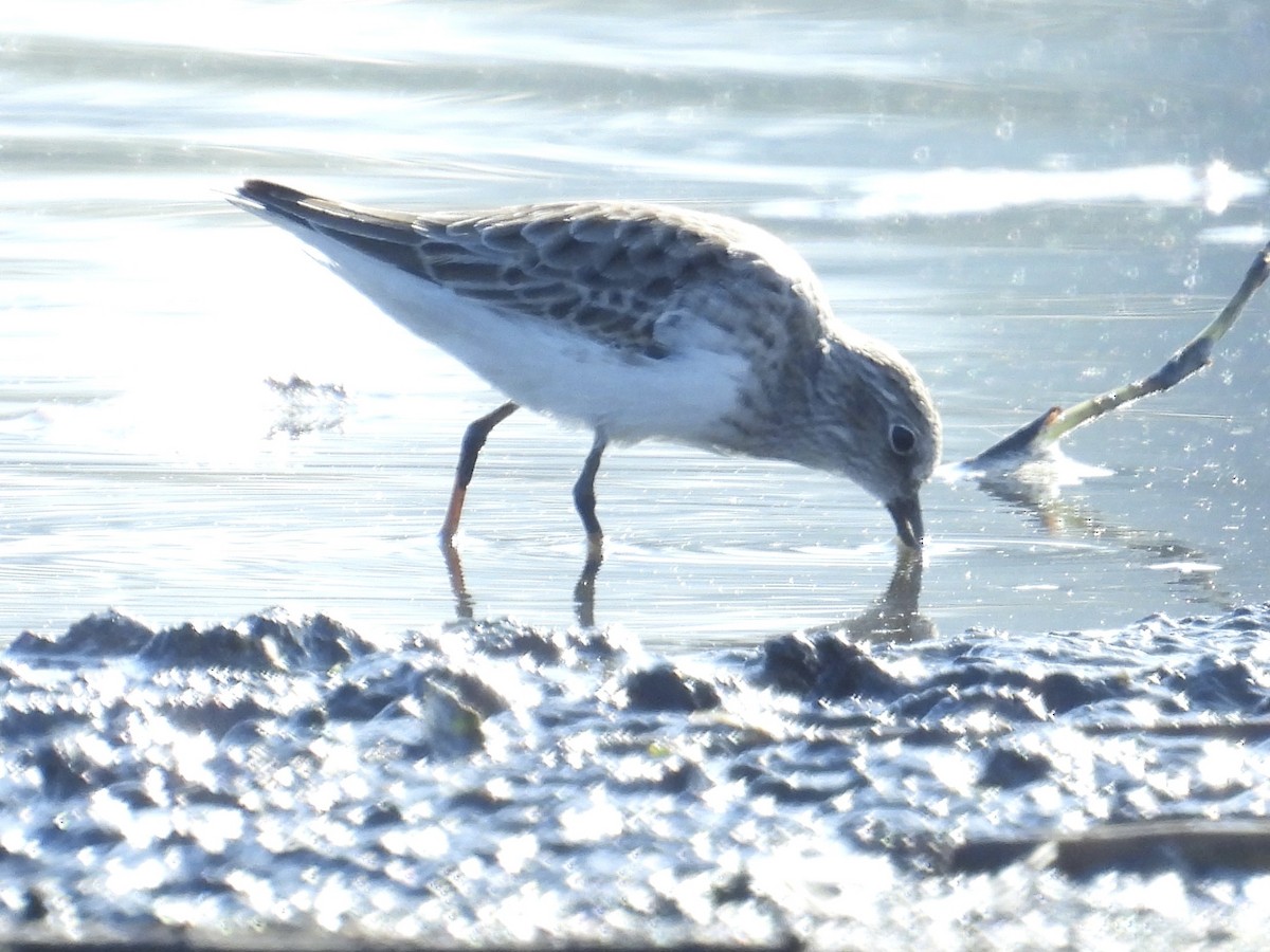 Least Sandpiper - ML644492310