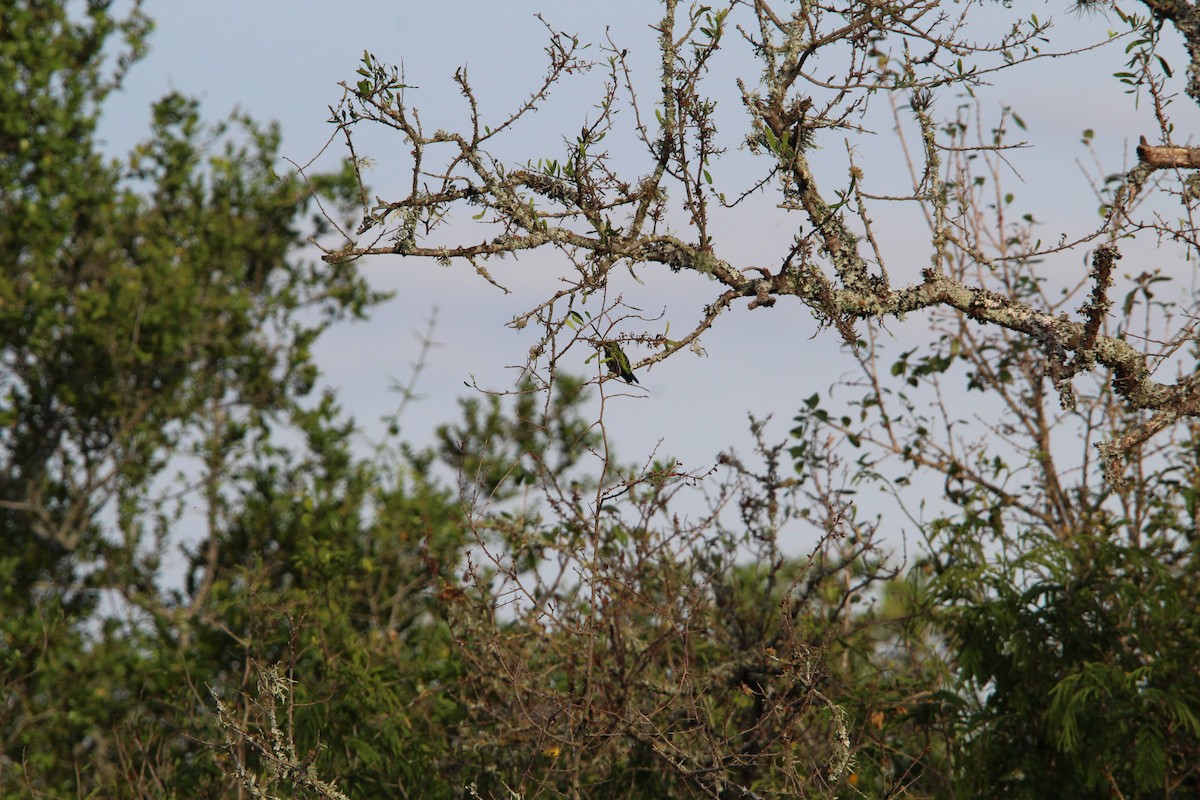 Glittering-bellied Emerald - ML644492311