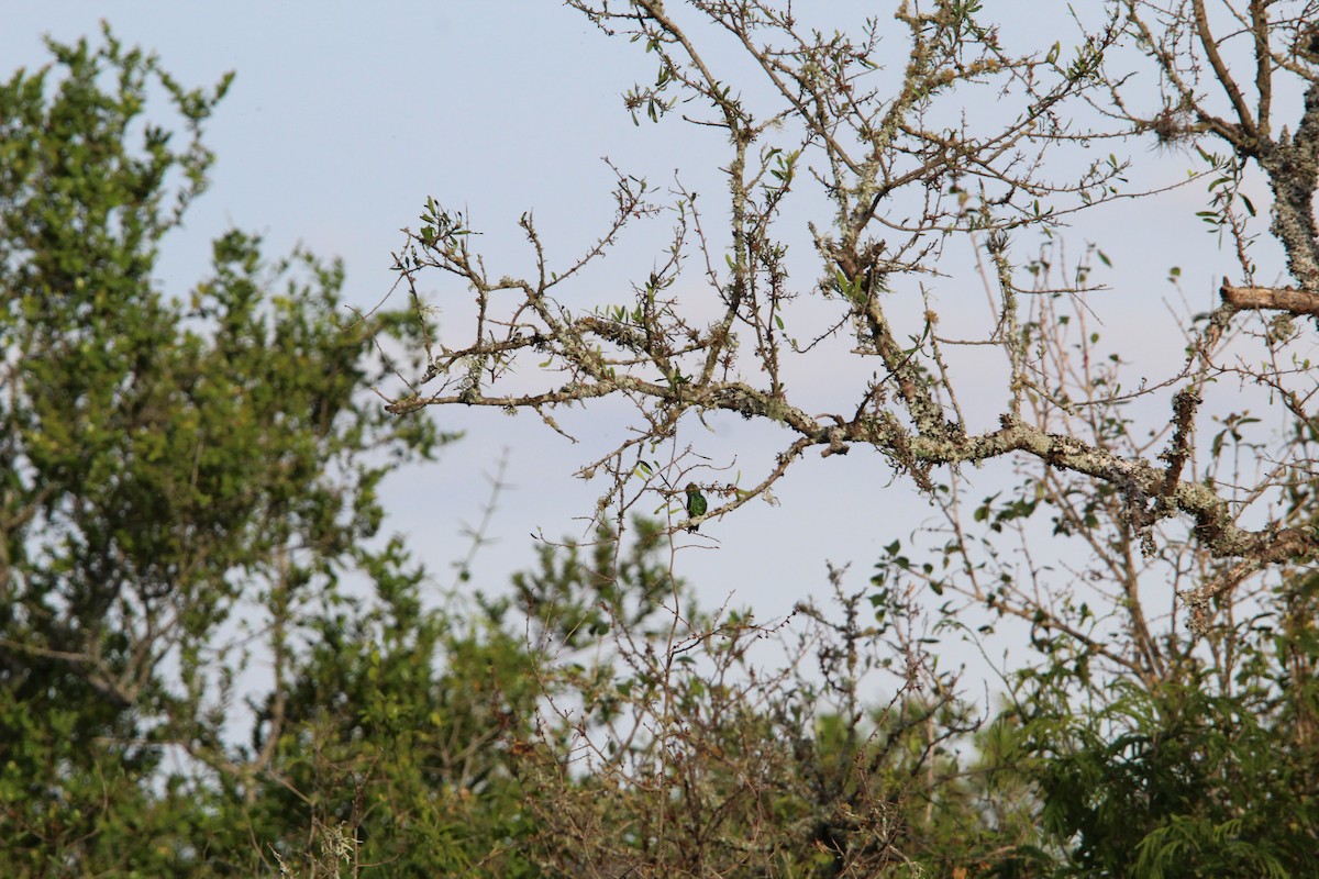 Glittering-bellied Emerald - ML644492313